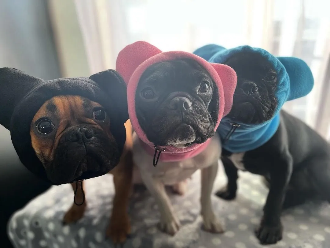 Frenchiestore Organic Dog Frenchie Ear Warmers | Pink