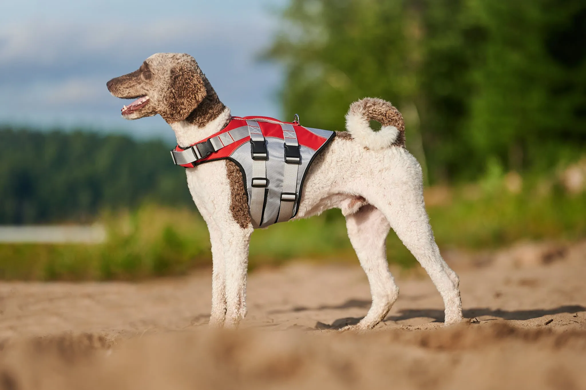 Red Life Jacket